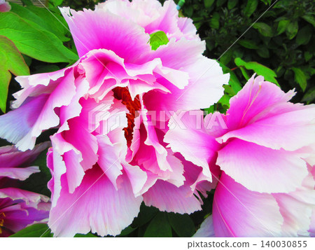 A beautiful scene of peony blossoms (photographed in 2026) 140030855