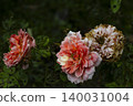 Damask Rose Dying From Severe Caterpillar Infestation. Close up of pink rose blossom being destroyed by caterpillars, ideal for gardening, pest control and plant disease themes. 140031004