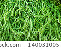 Fresh Acacia Pennata Bunches At A Vegetable Market, Green organic cha om for grocery store marketing campaign, brand awareness, traditional thai culinary ingredient and healthy nutrition vegetable. 140031005