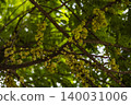 Fresh Gooseberry Fruits Hanging On Tree Branches, Star gooseberry in garden for organic agriculture marketing, brand awareness, tropical sour fruit nutrition and summer farming lifestyle. 140031006