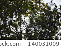 Organic Pomegranates Growing In A Sunny Garden, fresh red fruit on branch for sustainable agriculture marketing campaign, brand awareness, tropical orchard cultivation and healthy nutrition lifestyle. 140031009