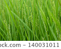 Rice flowers in early summer rice fields 140031011