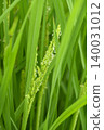 Rice flowers in early summer rice fields 140031012