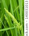 Rice flowers in early summer rice fields 140031013