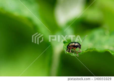 Leaf beetle resting on a leaf Leaf beetle resting on a leaf 140031029