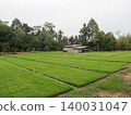 Green Rice Seedling Farm With Irrigation System In Rural Countryside 140031047