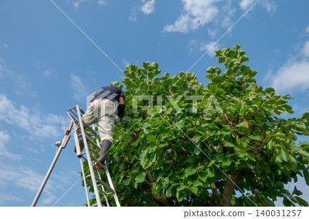 gardener, landscaper, pruning 140031257