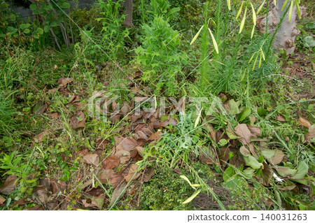 grass, grasses, the grass 140031263
