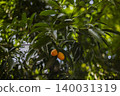 Sweet Marian Plum Fruits Hanging On Tree Branch, fresh yellow maprang in orchard for organic agriculture marketing campaign, brand awareness, tropical exotic fruit nutrition and summer lifestyle. 140031319