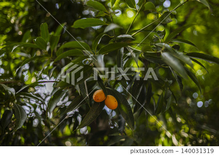 Sweet Marian Plum Fruits Hanging On Tree Branch, fresh yellow maprang in orchard for organic agriculture marketing campaign, brand awareness, tropical exotic fruit nutrition and summer lifestyle. Sweet Marian Plum Fruits Hanging On Tree Branch, fresh yellow maprang in orchard for organic agriculture marketing campaign, brand awareness, tropical exotic fruit nutrition and summer lifestyle. 140031319