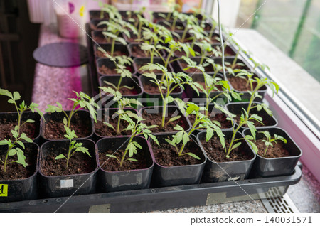 Multiple seedling pots arranged on windowsill near greenhouse Multiple seedling pots arranged on windowsill near greenhouse 140031571