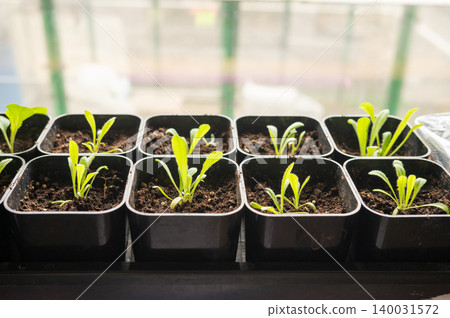 Row of young seedlings growing in uniform pots on windowsill Row of young seedlings growing in uniform pots on windowsill 140031572