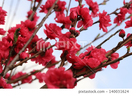 Bright red, double-flowered peach blossoms bloom in the spring garden. Bright red, double-flowered peach blossoms bloom in the spring garden. 140031624