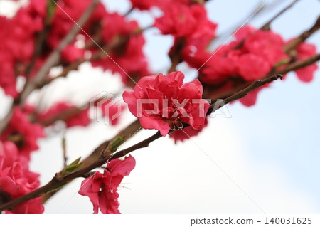 Bright red, double-flowered peach blossoms bloom in the spring garden. Bright red, double-flowered peach blossoms bloom in the spring garden. 140031625
