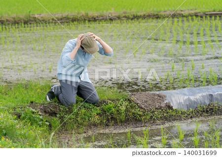 A young rice farmer is at his wit's end. A young rice farmer is at his wit's end. 140031699