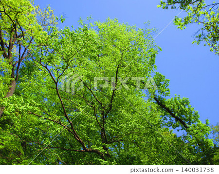 綠樹成蔭,藍天白雲,景色優美。 綠樹成蔭,藍天白雲,景色優美。 140031738