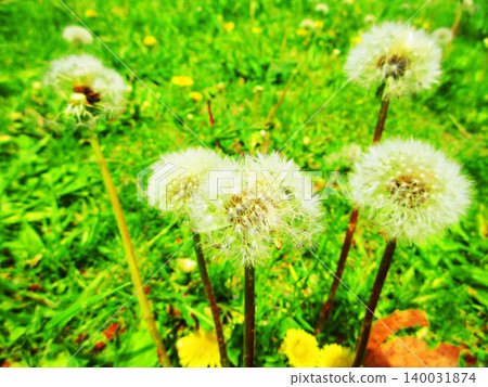 Dandelion fluffy landscape Dandelion fluffy landscape 140031874