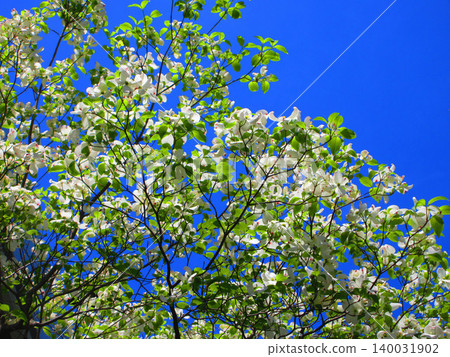 A beautiful scene of dogwood blossoms against a blue sky. A beautiful scene of dogwood blossoms against a blue sky. 140031902
