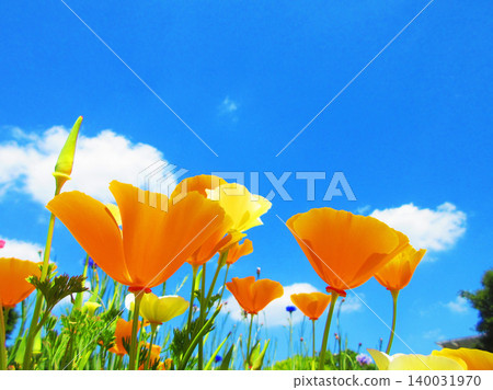 Beautiful scenery of red lily and blue sky Beautiful scenery of red lily and blue sky 140031970