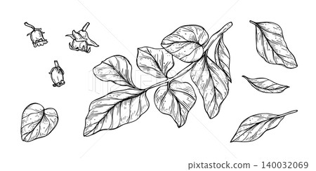Persimmon branch, leaves and flowers vector isolated illustration painted by black inks. Hand drawn monochrome fruit plant elements for nature design. invitation decor, graphic design Persimmon branch, leaves and flowers vector isolated illustration painted by black inks. Hand drawn monochrome fruit plant elements for nature design. invitation decor, graphic design 140032069