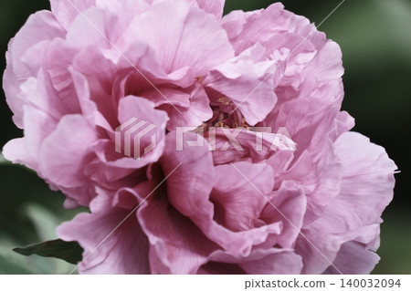 A beautifully blooming pink peony A beautifully blooming pink peony 140032094
