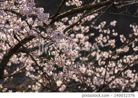 18 close-ups of white cherry blossoms blooming in the fields and mountains 140032376