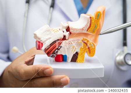 Asian doctor holding human ear model to learn and treat hearing loss in patient. Asian doctor holding human ear model to learn and treat hearing loss in patient. 140032435