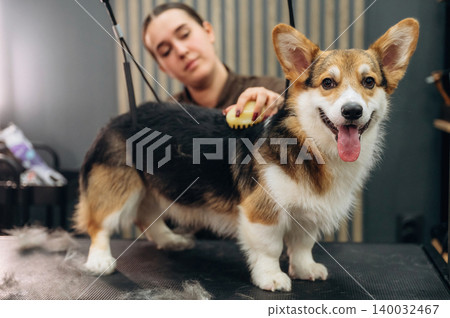 Corgi dog being groomed by a female groomer using a brush in a modern pet grooming salon with equipment and tools visible in the background Corgi dog being groomed by a female groomer using a brush in a modern pet grooming salon with equipment and tools visible in the background 140032467
