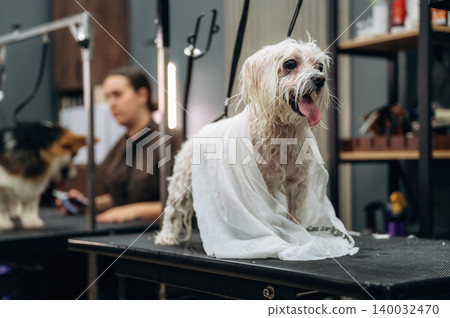 Small dog wrapped in a towel stands on a grooming table with a blurred groomer and other dogs in a pet grooming salon setting Small dog wrapped in a towel stands on a grooming table with a blurred groomer and other dogs in a pet grooming salon setting 140032470