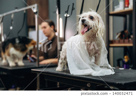 Small white dog wrapped in a towel stands on a grooming table while a groomer works on another dog in a modern pet grooming salon setting Small white dog wrapped in a towel stands on a grooming table while a groomer works on another dog in a modern pet grooming salon setting 140032471
