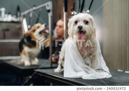 Small white dog with long fur sits on grooming table wearing a towel, with a blurred corgi and groomer visible in the background of a pet grooming salon Small white dog with long fur sits on grooming table wearing a towel, with a blurred corgi and groomer visible in the background of a pet grooming salon 140032472
