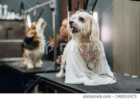 Small dog with wet fur wrapped in a towel sits on a grooming table while another dog is visible in the background at a pet grooming salon Small dog with wet fur wrapped in a towel sits on a grooming table while another dog is visible in the background at a pet grooming salon 140032473