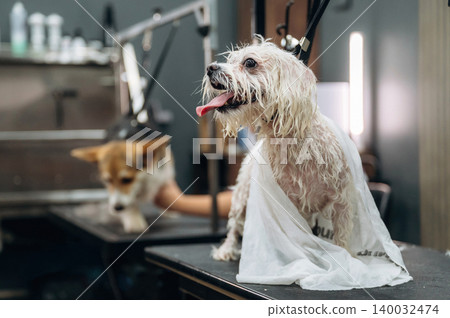 Small white dog with wet fur sits on grooming table covered with a towel while another dog is being groomed in a modern pet grooming salon Small white dog with wet fur sits on grooming table covered with a towel while another dog is being groomed in a modern pet grooming salon 140032474
