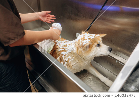 Dog grooming session in a stainless steel tub with a person applying shampoo to a fluffy dog, water splashing and soap bubbles visible in a pet grooming salon Dog grooming session in a stainless steel tub with a person applying shampoo to a fluffy dog, water splashing and soap bubbles visible in a pet grooming salon 140032475