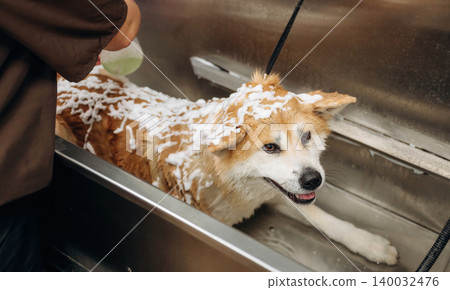 Dog grooming session featuring a fluffy, light brown and white dog receiving a bath with soap lather in a stainless steel tub by a person in a brown shirt 140032476