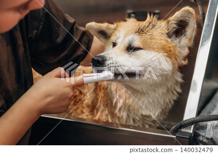 Dog grooming session featuring a wet corgi being brushed by a groomer in a stainless steel tub with grooming tools and water visible in the background Dog grooming session featuring a wet corgi being brushed by a groomer in a stainless steel tub with grooming tools and water visible in the background 140032479