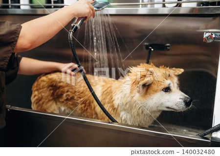 Dog grooming process with a wet dog being washed in a stainless steel tub by a groomer using a handheld showerhead in a pet grooming salon Dog grooming process with a wet dog being washed in a stainless steel tub by a groomer using a handheld showerhead in a pet grooming salon 140032480
