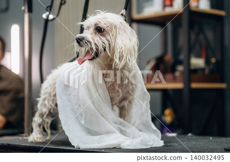 Small white dog wrapped in a towel stands on a grooming table inside a pet grooming salon with various tools and products visible in the background 140032495
