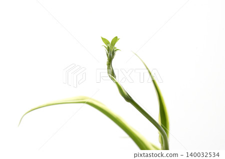 吊蘭長出了匍匐莖,並產生了側芽。 吊蘭長出了匍匐莖,並產生了側芽。 140032534