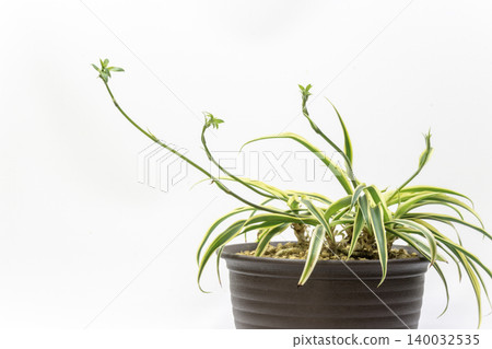 吊蘭長出了匍匐莖,並產生了側芽。 吊蘭長出了匍匐莖,並產生了側芽。 140032535