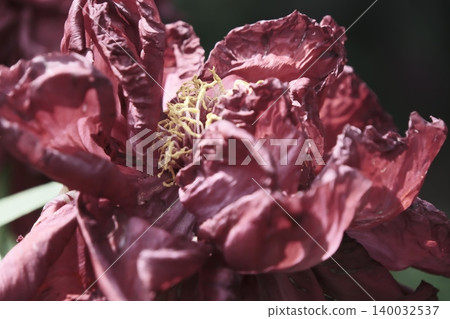 深紅色的牡丹花中殘留著春天的氣息 深紅色的牡丹花中殘留著春天的氣息 140032537
