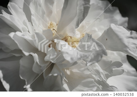 純白的花瓣包裹著白色牡丹花的中心。 140032538