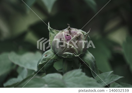 Peony buds showing signs of beginning to bloom Peony buds showing signs of beginning to bloom 140032539