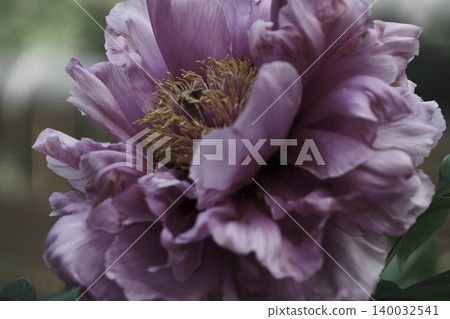 A close-up of a dignified purple peony. A close-up of a dignified purple peony. 140032541