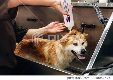 Dog grooming process with a person washing a golden-brown dog in a stainless steel tub, water flowing from a bottle, and grooming tools visible in the background Dog grooming process with a person washing a golden-brown dog in a stainless steel tub, water flowing from a bottle, and grooming tools visible in the background 140032573