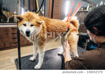 Dog grooming session featuring a wet Akita breed standing on a grooming table with a professional groomer using a blow dryer in a well-lit salon environment Dog grooming session featuring a wet Akita breed standing on a grooming table with a professional groomer using a blow dryer in a well-lit salon environment 140032579