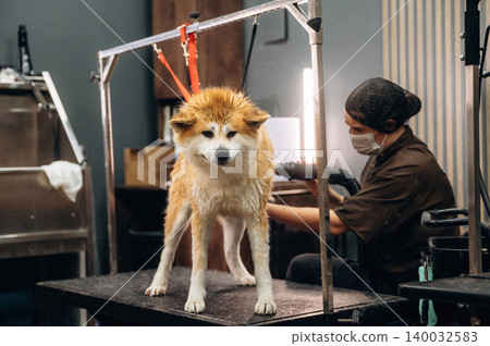 Dog grooming session featuring a wet Akita breed on a grooming table with a professional groomer using a blow dryer in a modern pet salon environment Dog grooming session featuring a wet Akita breed on a grooming table with a professional groomer using a blow dryer in a modern pet salon environment 140032583