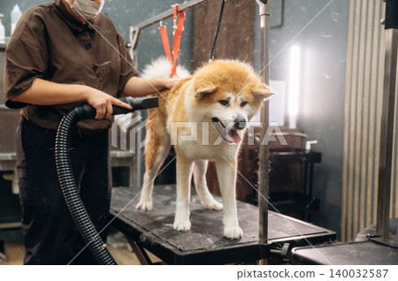 Dog grooming session featuring a groomer using a vacuum tool on a fluffy Akita dog standing on a grooming table in a well-lit pet salon environment Dog grooming session featuring a groomer using a vacuum tool on a fluffy Akita dog standing on a grooming table in a well-lit pet salon environment 140032587