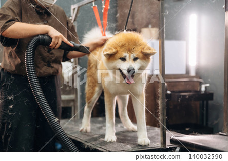 Dog grooming session featuring a fluffy Akita being dried with a vacuum attachment by a groomer in a well-lit grooming salon with various tools visible Dog grooming session featuring a fluffy Akita being dried with a vacuum attachment by a groomer in a well-lit grooming salon with various tools visible 140032590