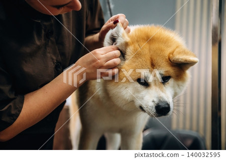 Dog grooming session featuring a person cleaning the ear of a fluffy Akita dog in a modern grooming salon with stylish decor and equipment Dog grooming session featuring a person cleaning the ear of a fluffy Akita dog in a modern grooming salon with stylish decor and equipment 140032595